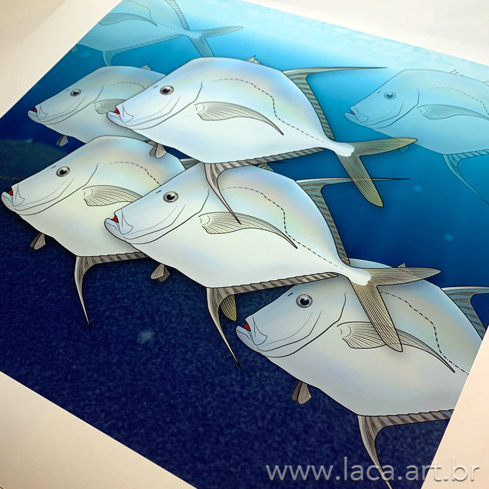 Cardume de Peixes-galo