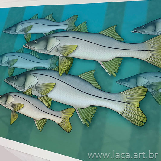 Cardume de Robalos Paisagem