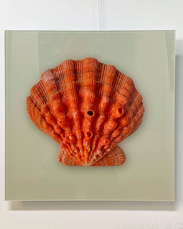 Coquille Saint Jacques
